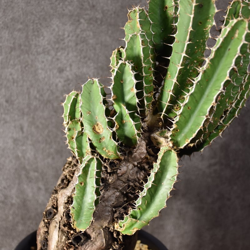 Euphorbia mlanjeana ユーフォルビア ムランジーナ 発根済現地株 #8 |