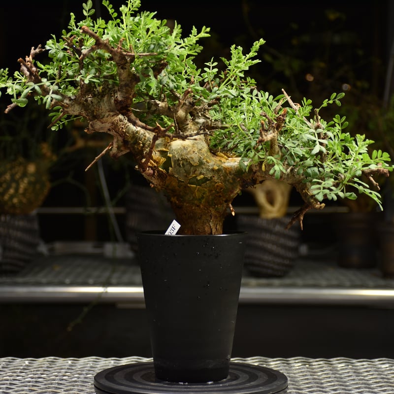 Commiphora pinnate leaves コミフォラ ピンネイトリーブス 発根済現地