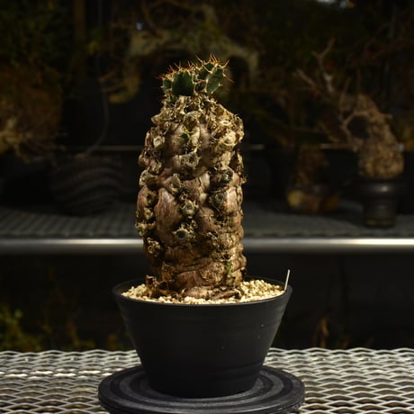 Euphorbia mlanjeana ユーフォルビア ムランジーナ 発根済現地株 I49 |