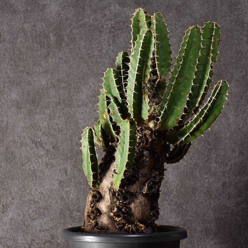 Euphorbia mlanjeana ユーフォルビア ムランジーナ 発根済現地株 #8 |