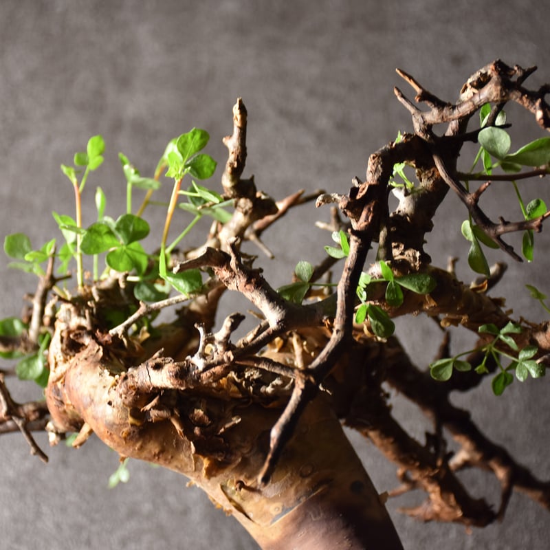 Commiphora kataf pure コミフォラ ピュアカタフ 発根済現地株 3 ソマリ