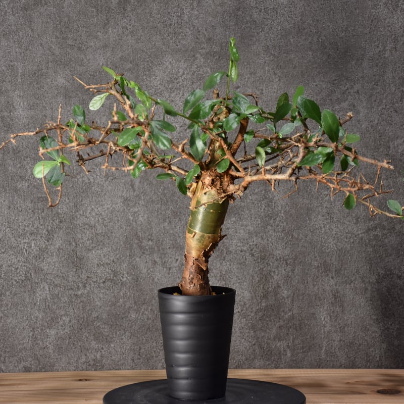 Commiphora habessinica コミフォラ ハベシニカ 発根済現地株 #6 |