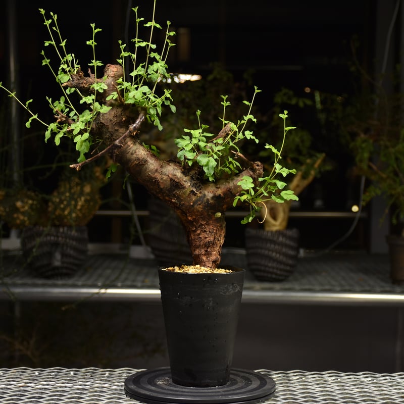 Commiphora Boranensis コミフォラ ボラネンシス 発根済現地株 F20 |