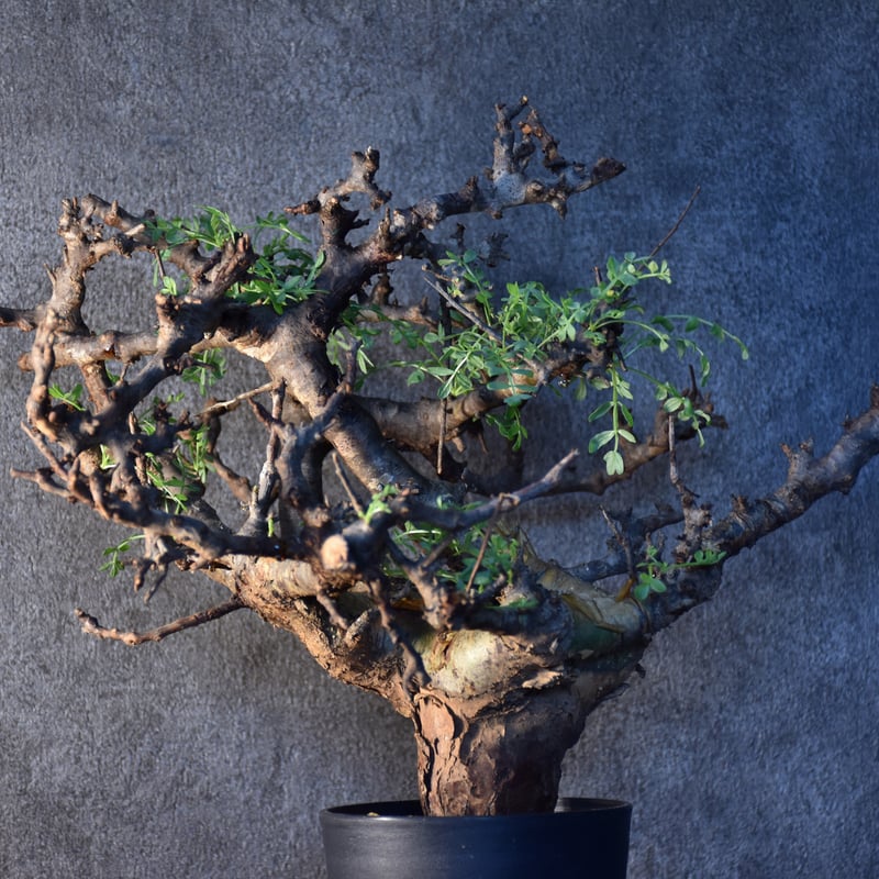 Commiphora pinnate leaves コミフォラ ピンネイトリーブス 発根済現地