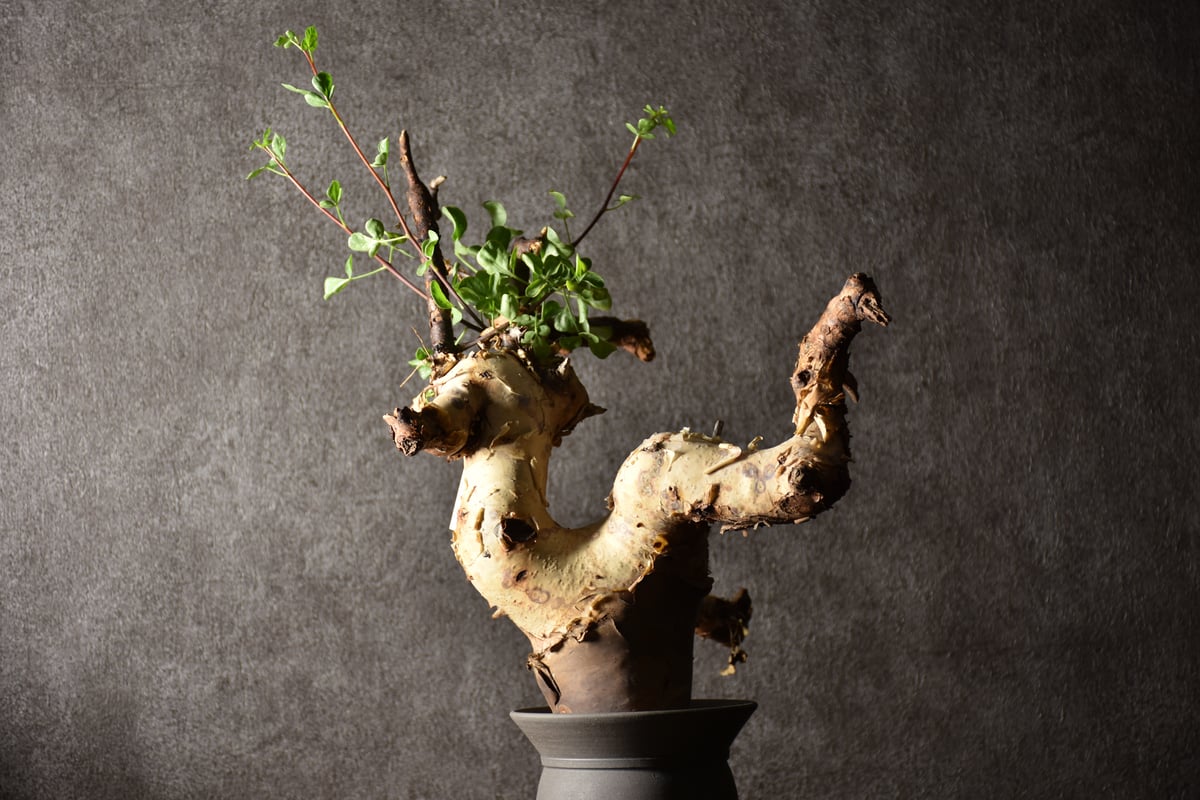 Commiphora kataf pure コミフォラ ピュアカタフ 発根済現地株 1 ソマリ