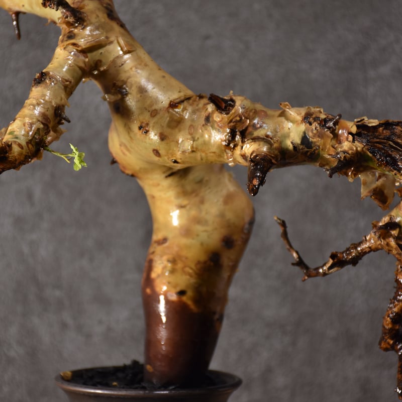 Commiphora kataf pure コミフォラ ピュアカタフ 発根済現地株 2 ソマリ