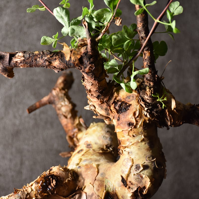 Commiphora kataf pure コミフォラ ピュアカタフ 発根済現地株 1 ソマリ