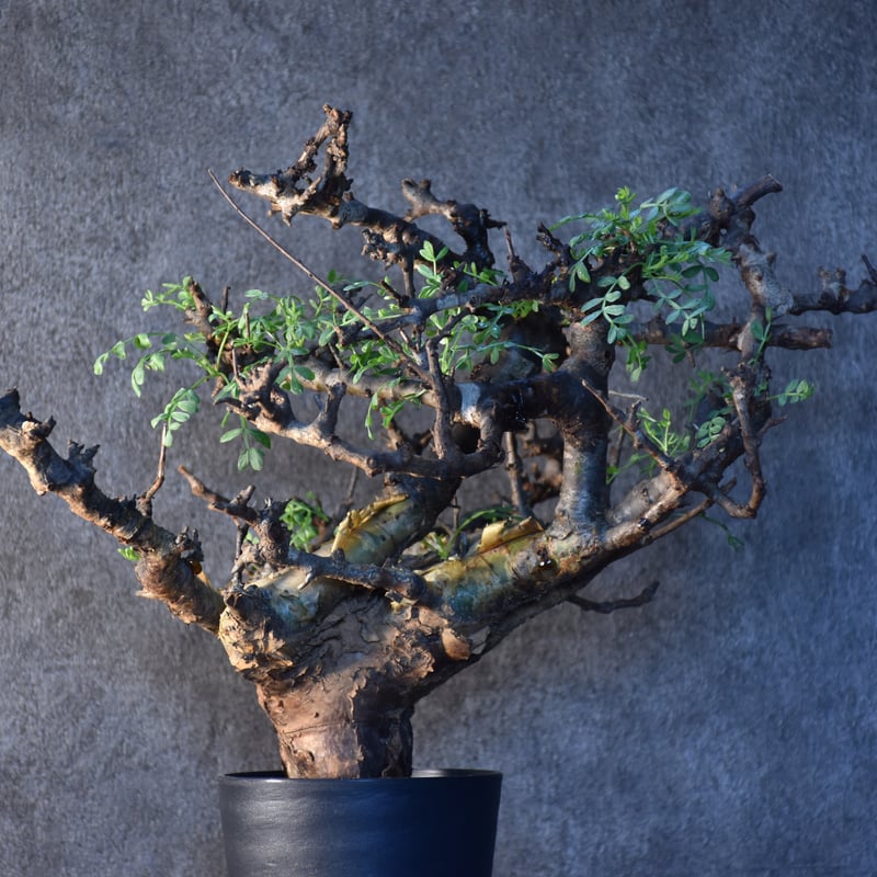 Commiphora pinnate leaves コミフォラ ピンネイトリーブス 発根済現地