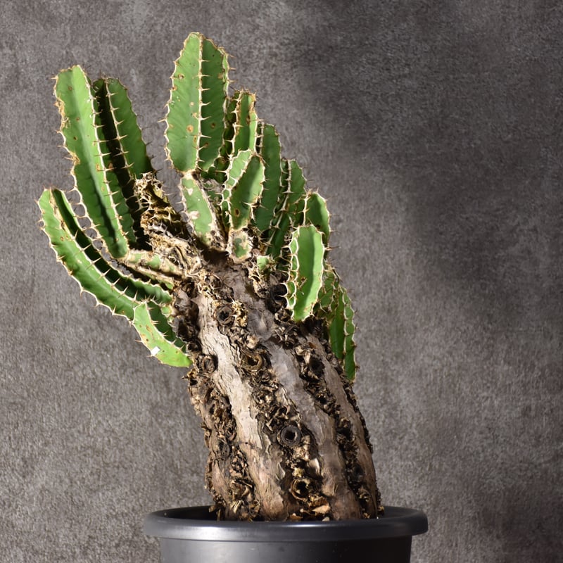 Euphorbia mlanjeana ユーフォルビア ムランジーナ 発根済現地株 #8 |