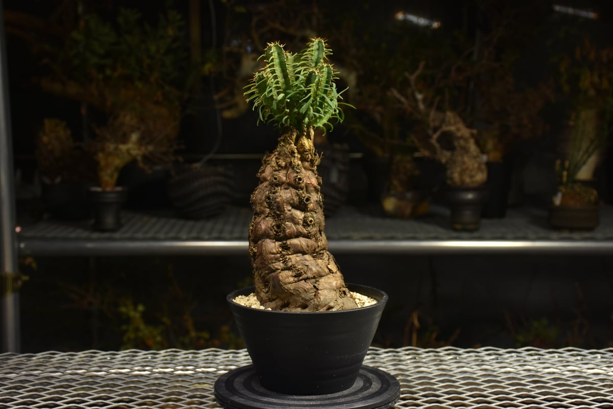 Euphorbia mlanjeana ユーフォルビア ムランジーナ 発根済現地株 H4 |