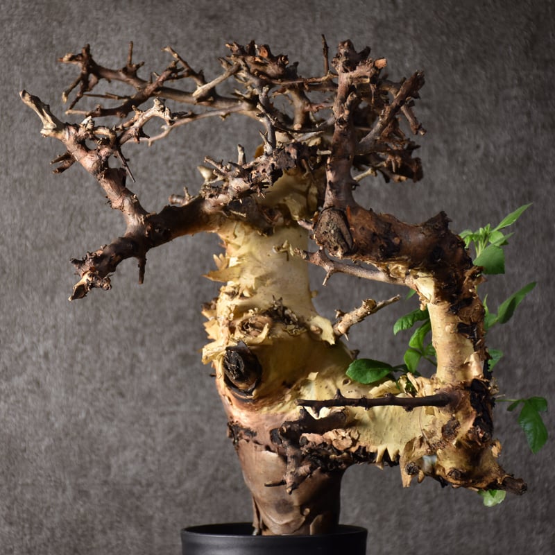 Commiphora kataf var.turkanensis コミフォラ カタフ ターカネ