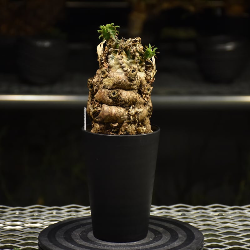 Euphorbia mlanjeana ユーフォルビア ムランジーナ 発根済現地株 I36 |