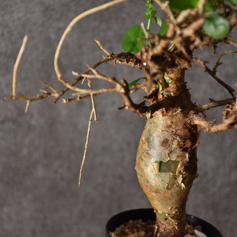 Commiphora habessinica コミフォラ ハベシニカ 発根済現地株 #4 |