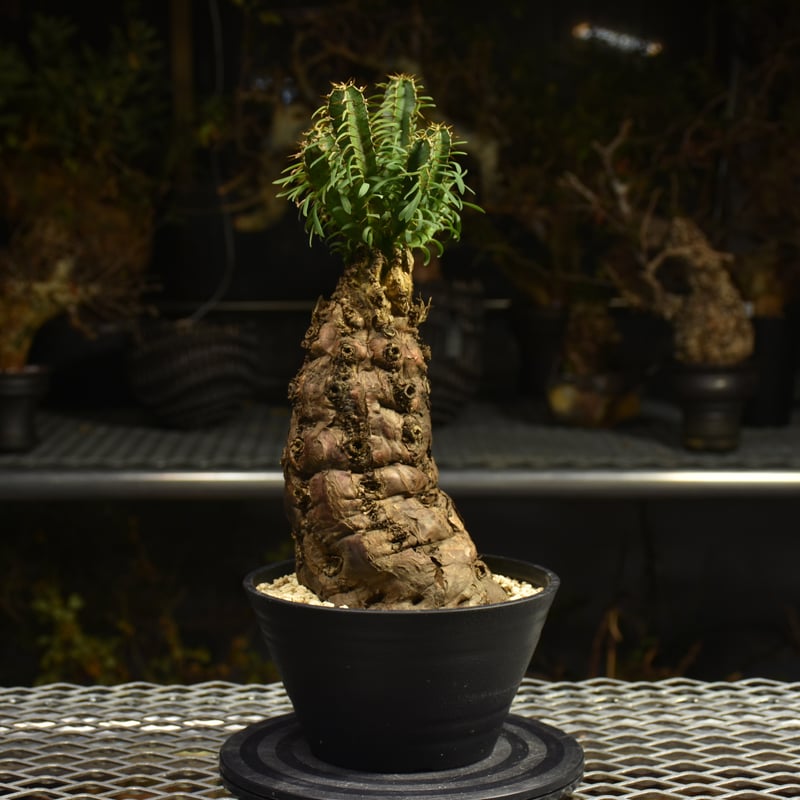 Euphorbia mlanjeana ユーフォルビア ムランジーナ 発根済現地株 H4 |