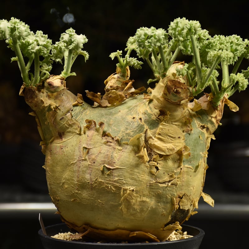 Cyphostemma uter var. macropus キフォステンマ ウター マクロプ