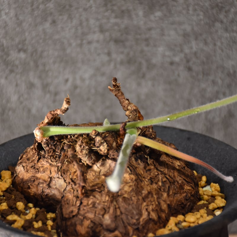 Pelargonium triste ペラルゴニウム トリステ 発根済現地株 #2 | BONDEX