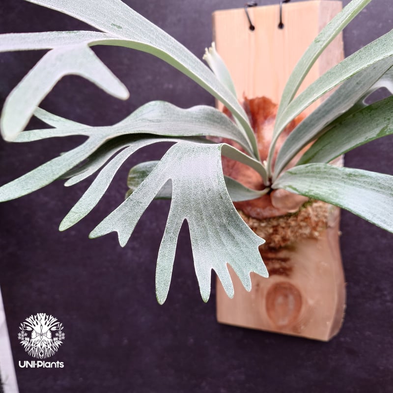 Platycerium White Wing sporeling (P.veitchii x