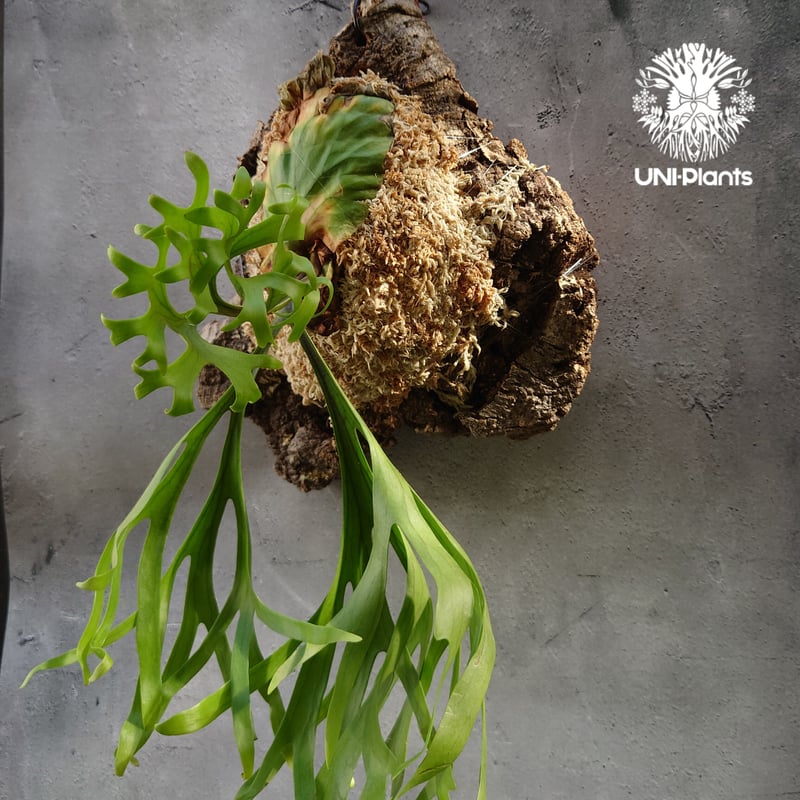 初入荷! ビカクシダ キッチャクード シンリーフ Platycerium mt.Kitshak