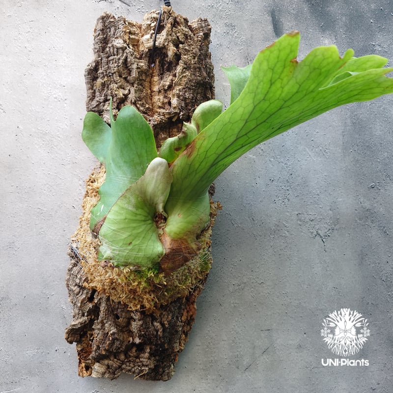 ビカクシダ ホルタミー Platycerium holttumii ビカクシダ原種 Plat