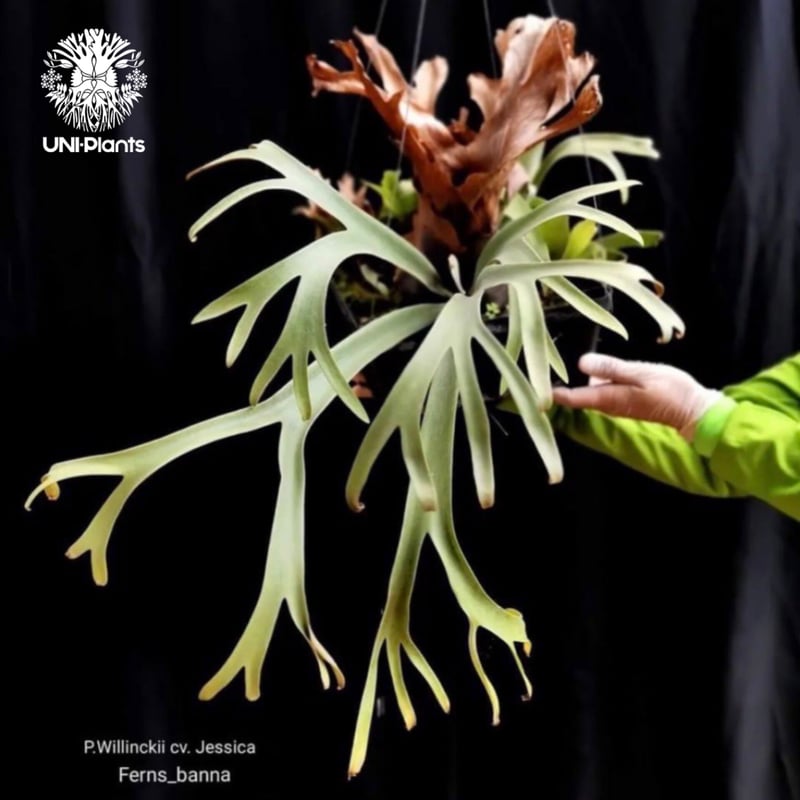 Platycerium willinckii cv. Jessica (pup)ビカクシダ