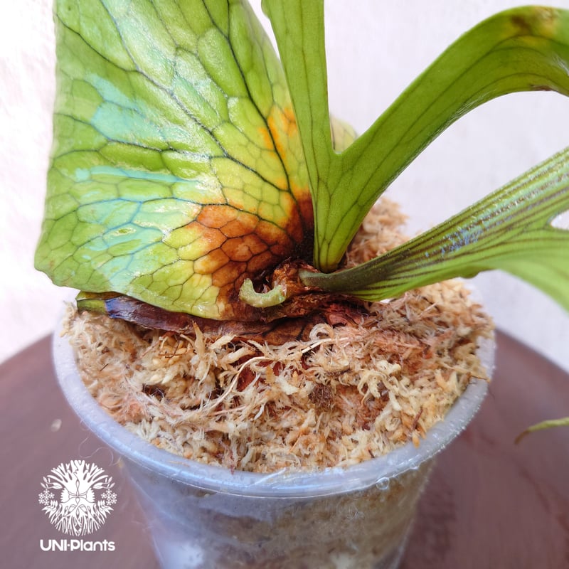 ビカクシダ コロナリウム Platycerium coronarium コウモリラン ビカク