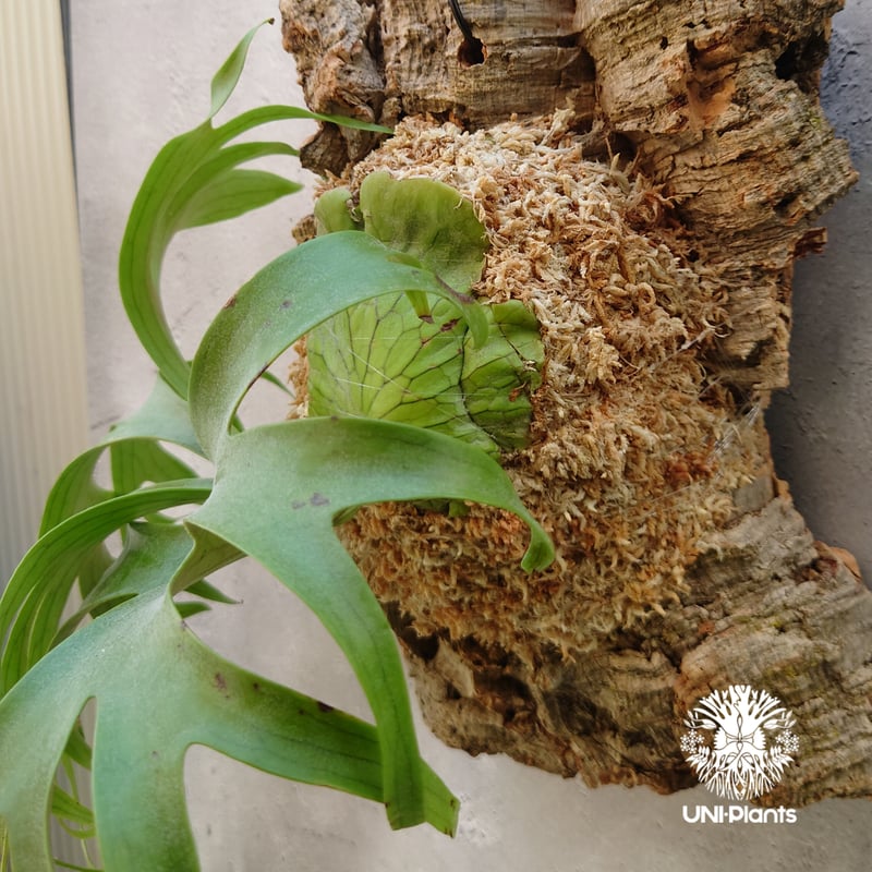 ビカクシダ コロナリウム Platycerium coronarium コウモリラン ビカク