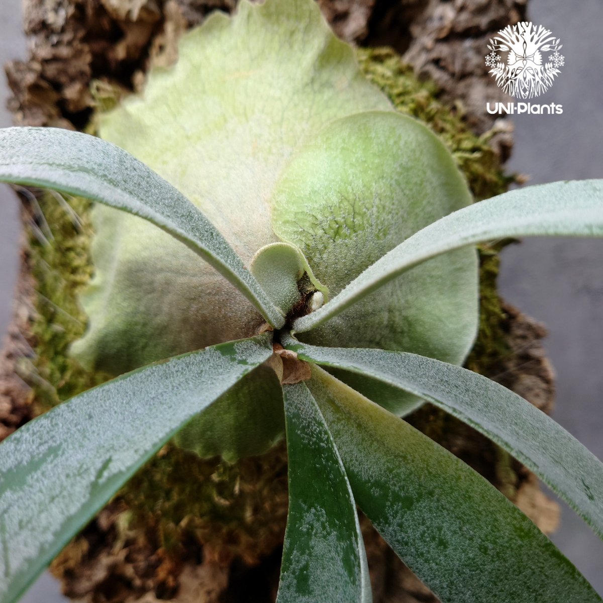 Platycerium Foongsiqi ビカクシダ フーンシキ ビカクシダコルク着生