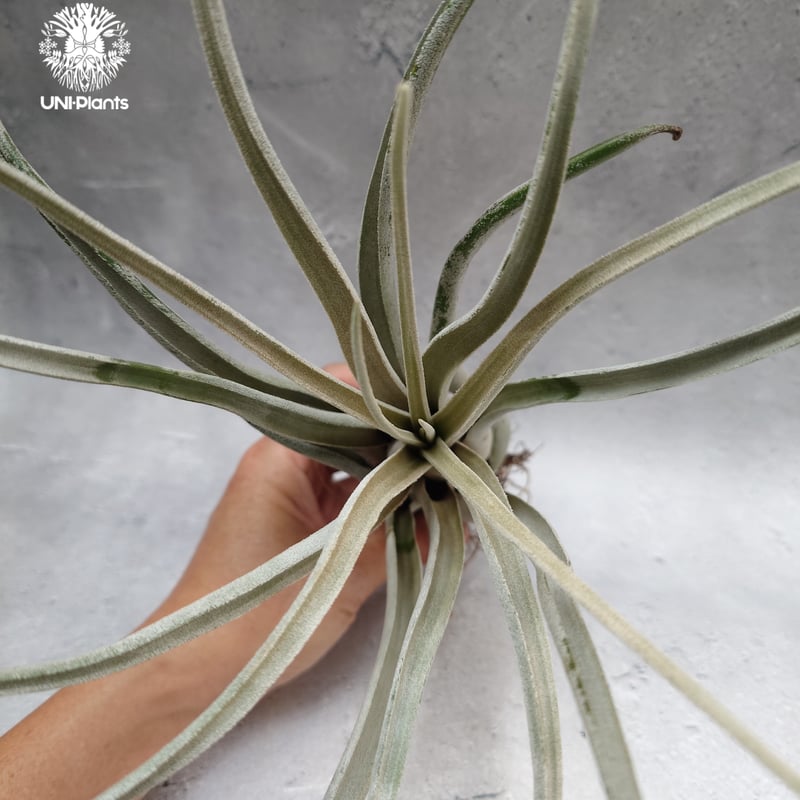 Tillandsia Kraken チランジアクラーケン Tillandsia インテリア植物