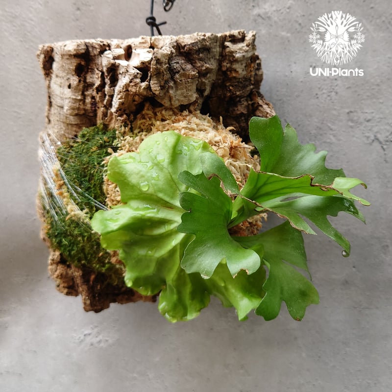 ビカクシダ リドレイ ワイドフォーム Platycerium ridleyi wide for