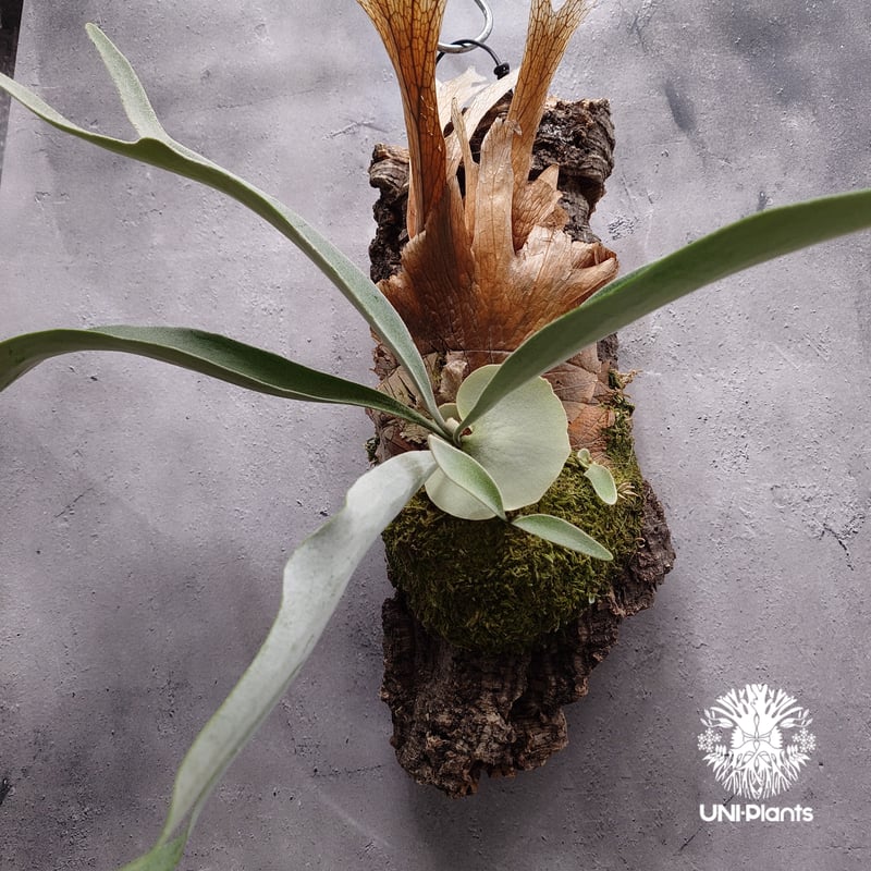 ビカクシダ ベイチー(子株) Platycerium veitchii(pup) コウモリラン