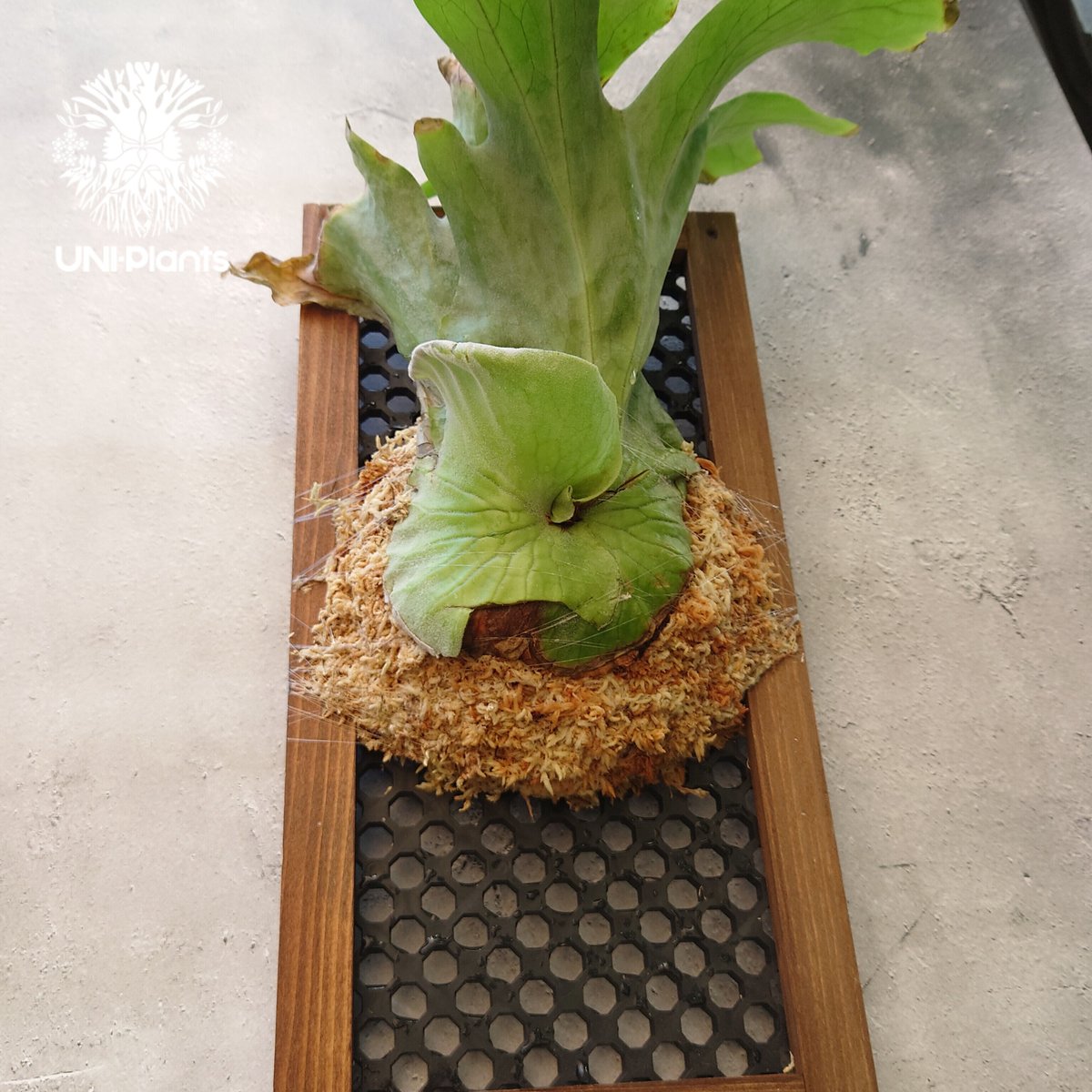 ビカクシダ グランデ Platycerium grande コウモリラン ビカクシダ原種