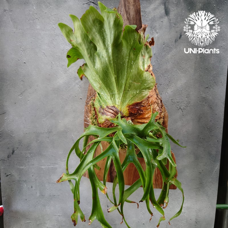 Platycerium coronarium phils dwarf ビカクシダ コロナリウム