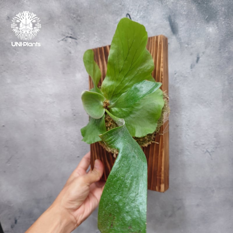 国内繁殖株・一点物】ビカクシダ ステマリア｜ビカクシダ原種