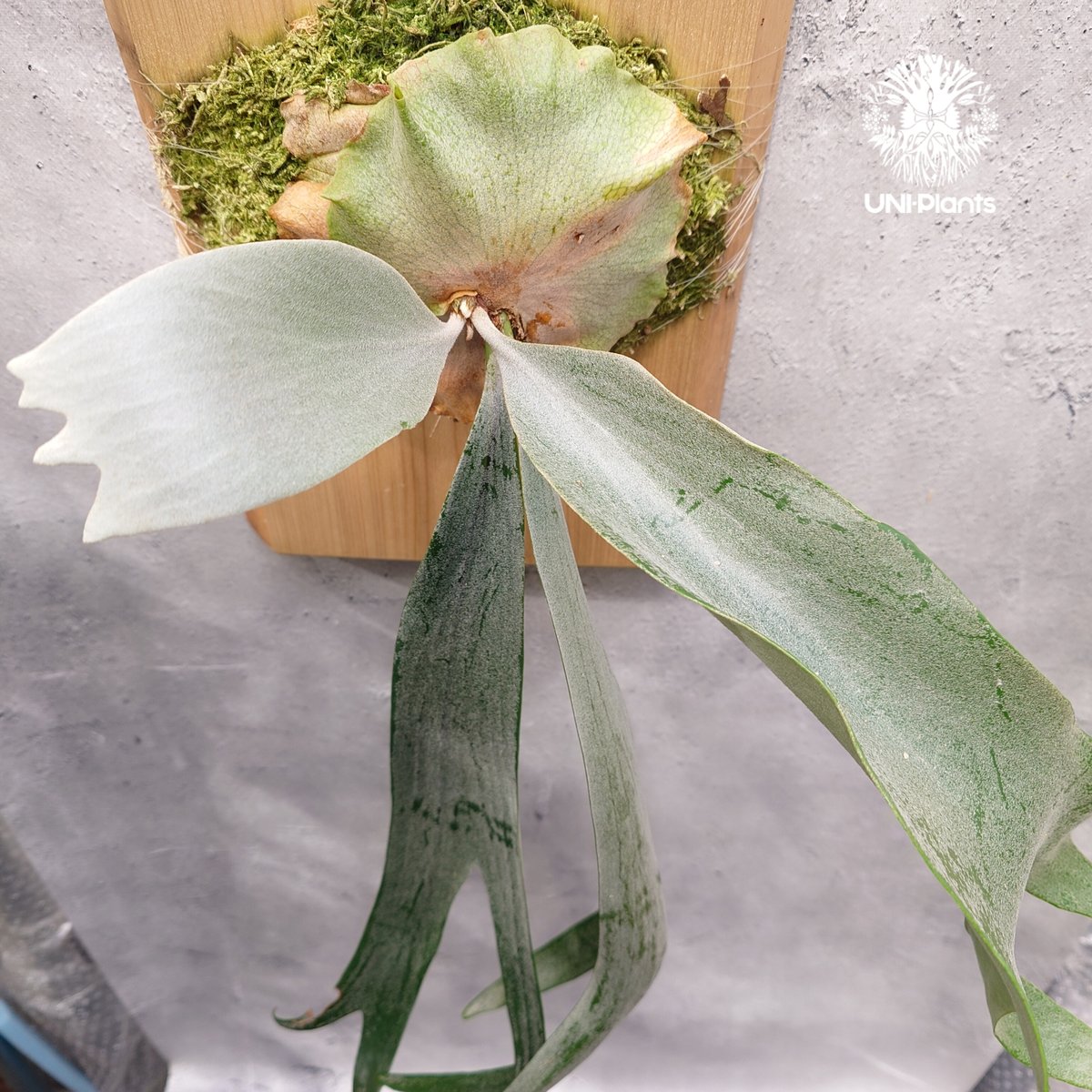 Platycerium Saikeaw(P.andinum x P.willinckii) ビ