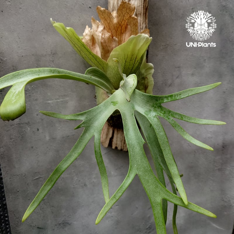 ビカクシダ ウィリンキーcv.バリ Platycerium willinckii cv.Bal