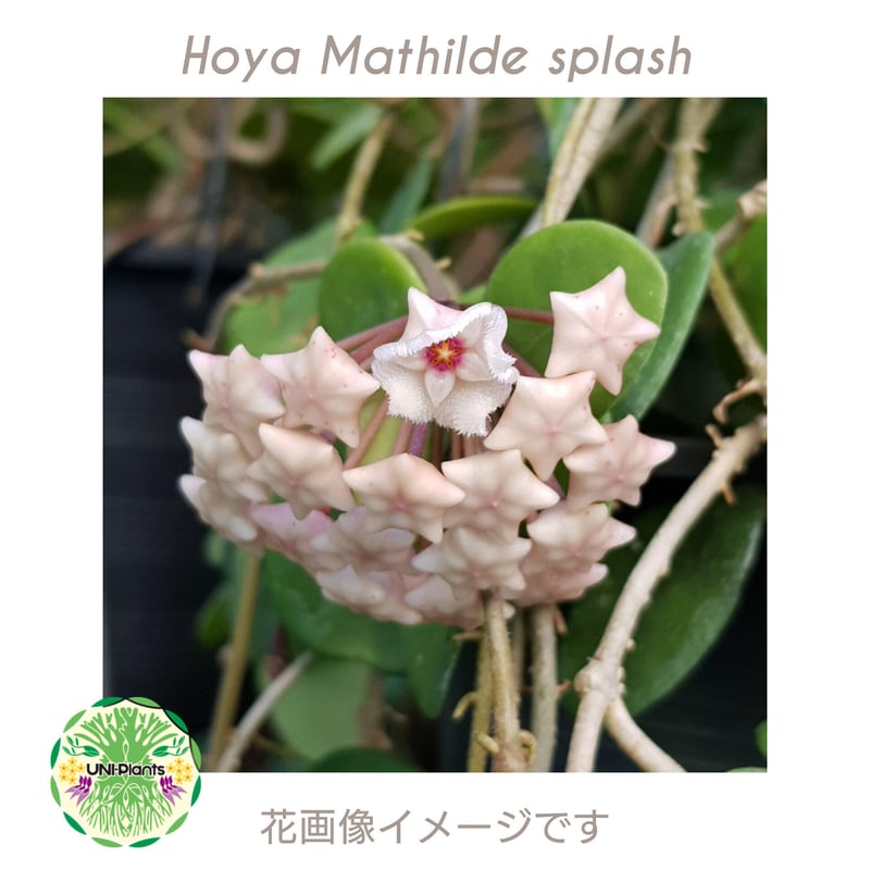 Hoya Mathilde splash ホヤ マチルダ スプラッシュ ホヤ植物 斑入り Ho