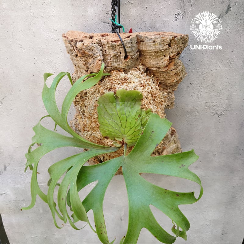 ビカクシダ コロナリウム Platycerium coronarium コウモリラン ビカク