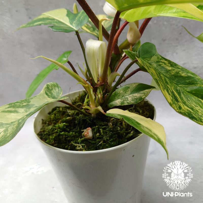 Philodendron Florida beauty variegated フィロデンドロ