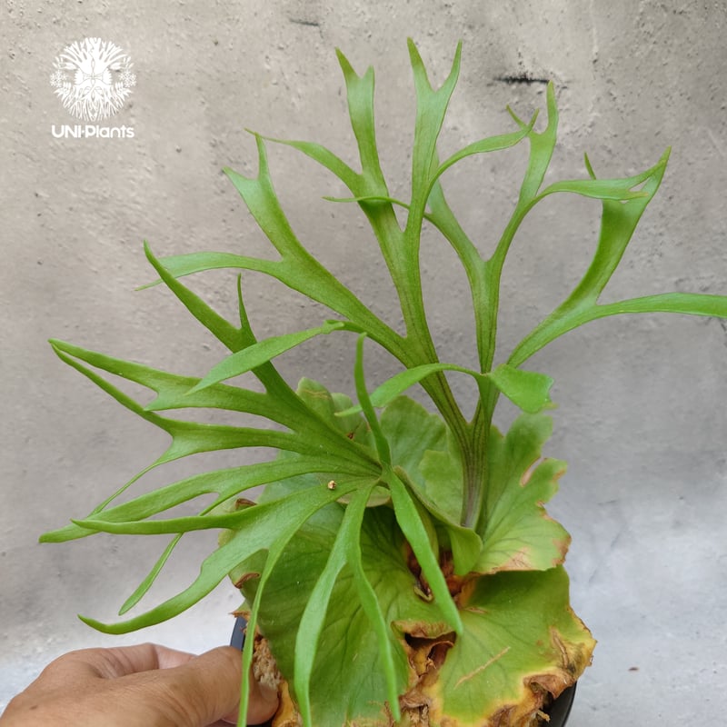 ビカクシダ キッチャクード シンリーフ Platycerium Kitshakood thin