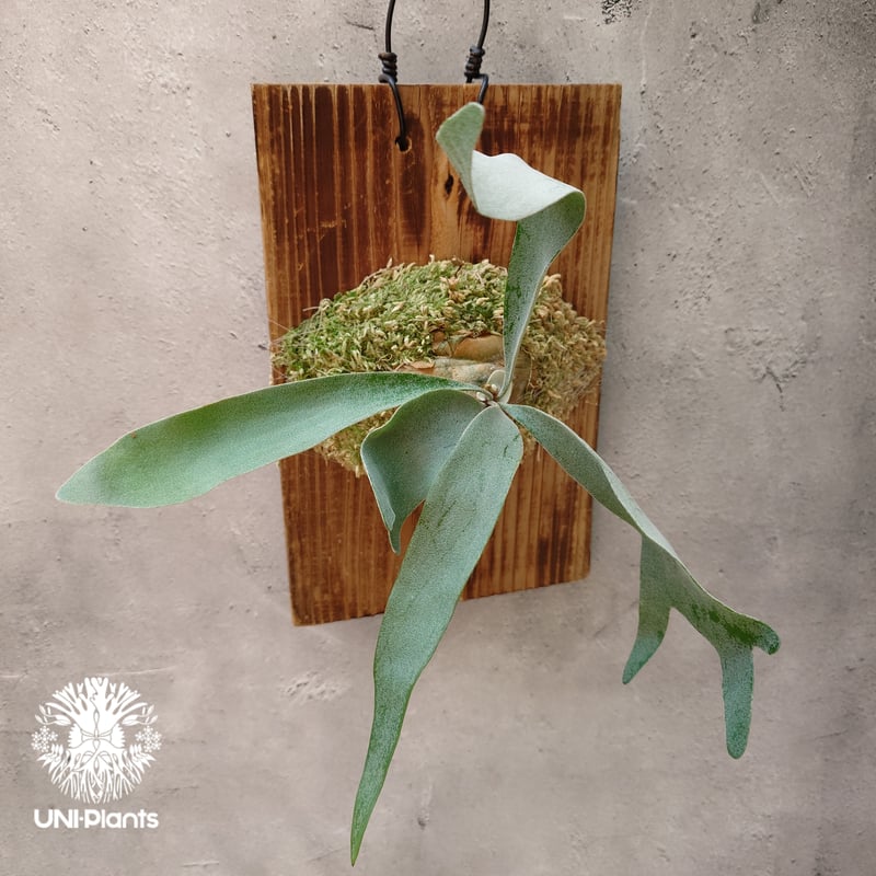 Patycerium veitchii wild（pup）ビカクシダ ベイチー ワイルド ビカ