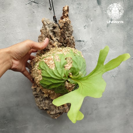 ビカクシダコルク付け | STORES