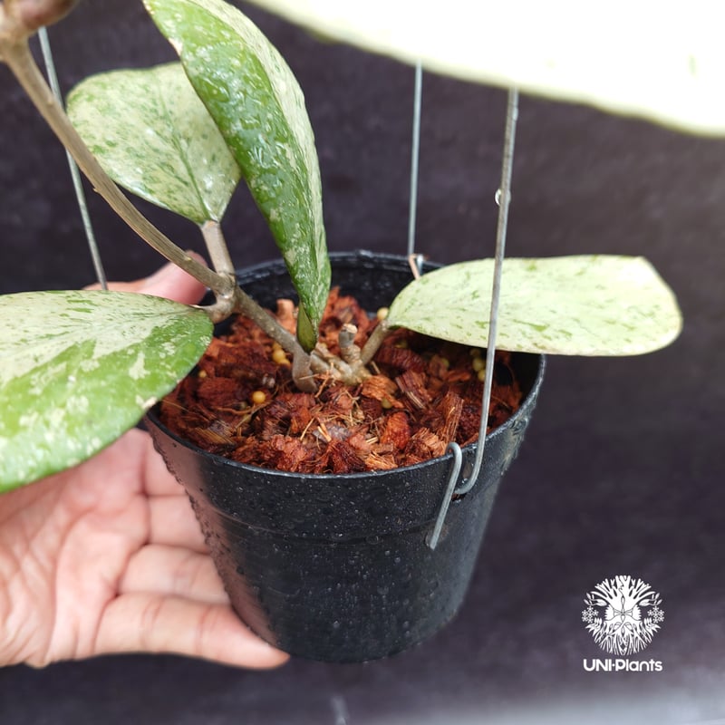 珍種ホヤセルペンス シルバーHoya Serpens silver 小苗 Hoya Silver