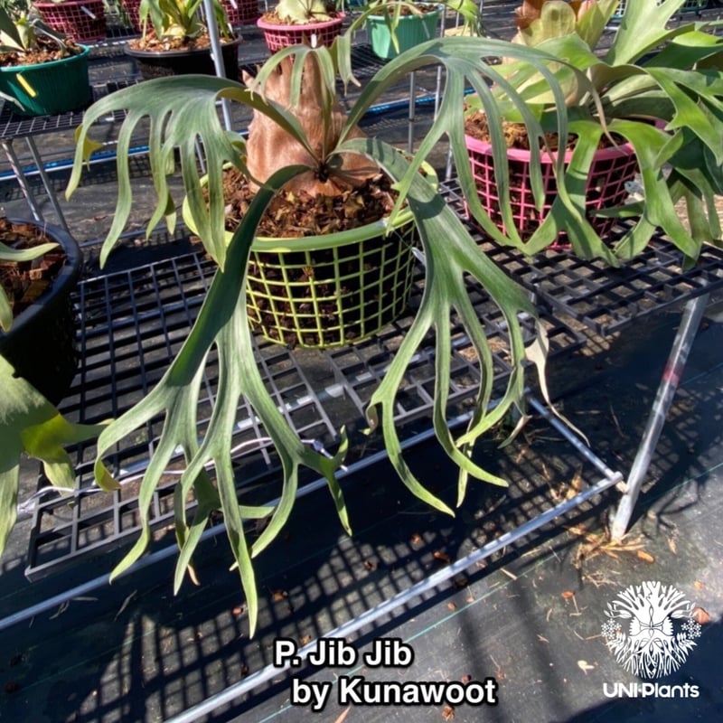 Platycerium Jib Jib (pup)(P. willinckii x P. b