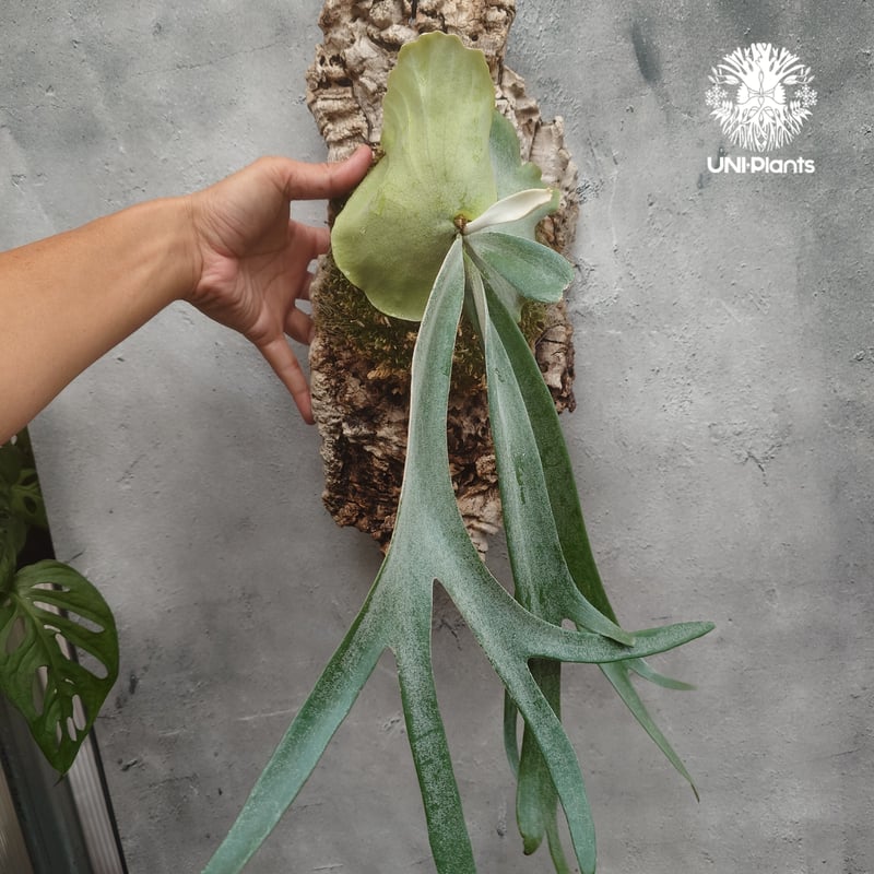 ビカクシダ ウィリンキーcv.インドネシア Platycerium willinckii cv