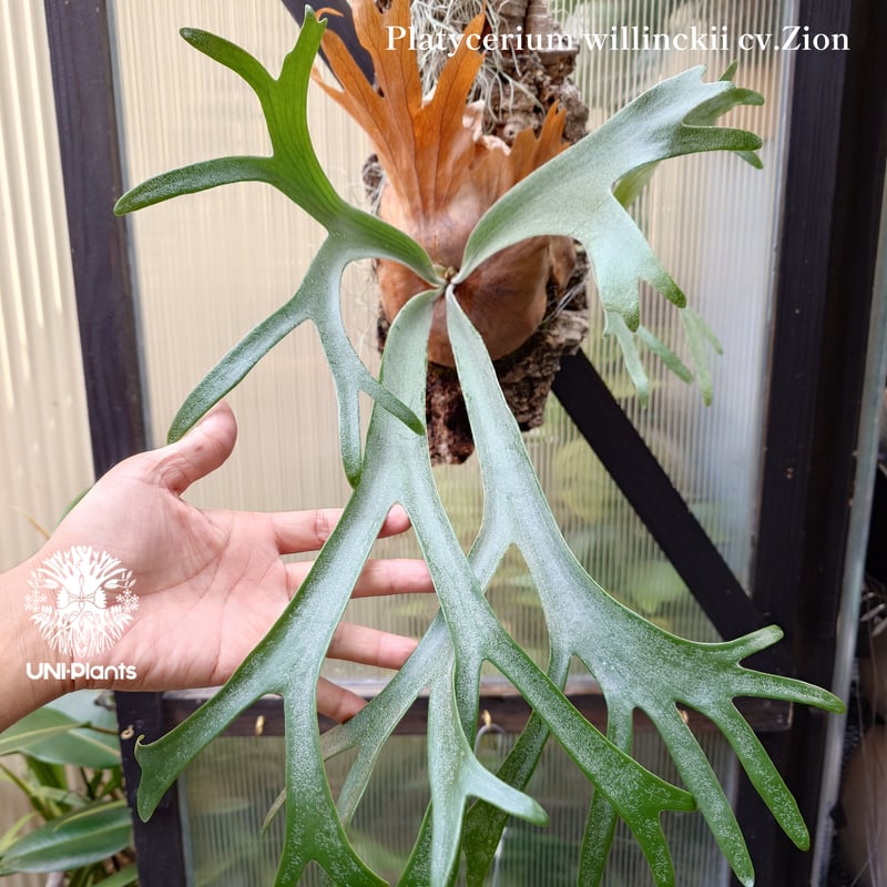 Platycerium willinckii cv.Zion(pup) ビカクシダ ウィリンキ