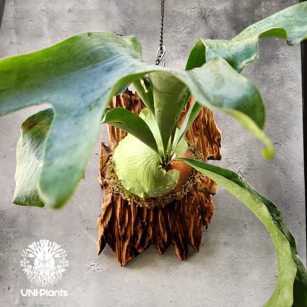 ビカクシダ ウィリンキー セルソタッタ TC ビカクシダ ウィリンキー