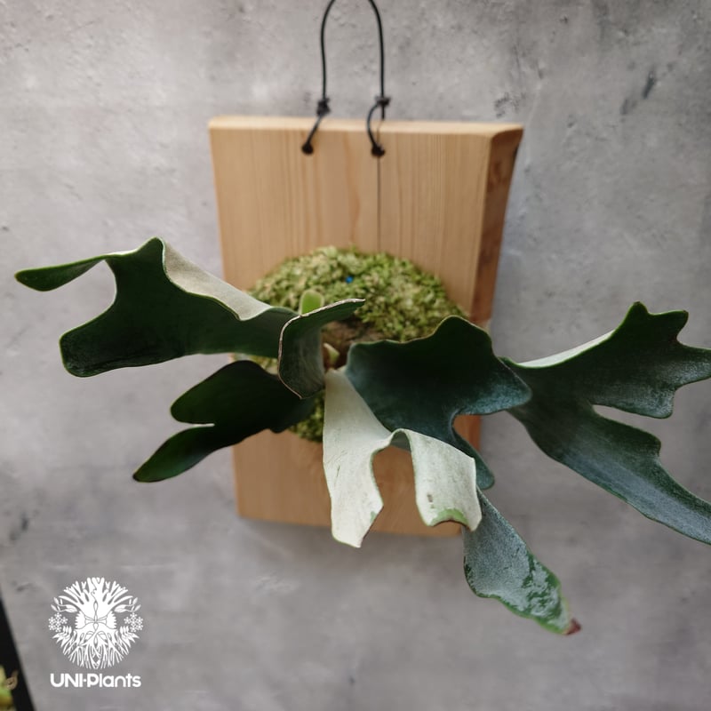 Platycerium hillii dwarf ビカクシダヒリードワーフ シダ植物 Plat