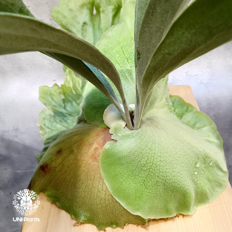 ビカクシダ ヒリー パナマ Platycerium hillii Panama ビカクシダヒリ