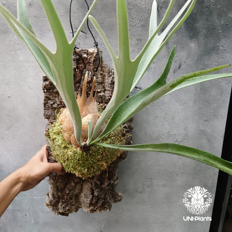 ビカクシダ ベイチー Platycerium veitchii コウモリラン ビカクシダ