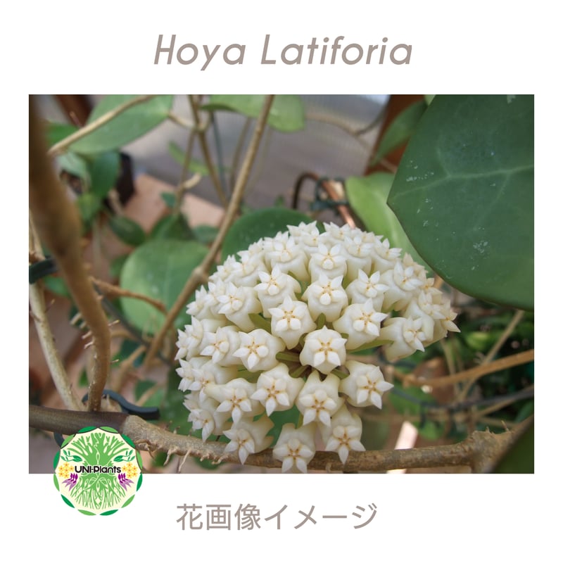 Hoya Latiforia ホヤ ラティフォリア 大ぶり!! ホヤ 植物 ホヤの花 観葉